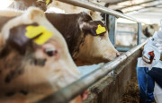 Veterinary drugs production